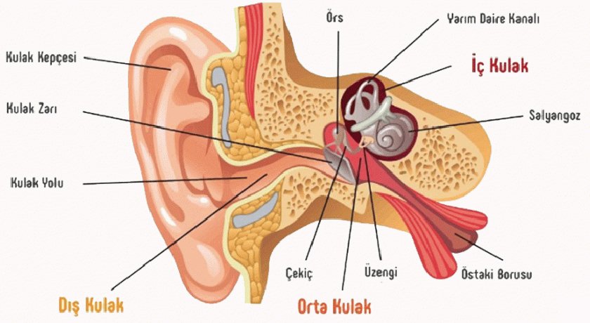 İşitme Nasıl Gerçekleşir